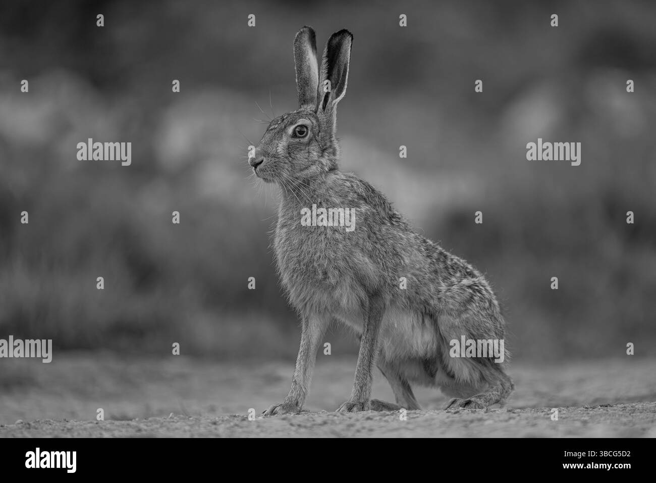 Europäischer Braunhase in Schwarz-weiß. Stockfoto