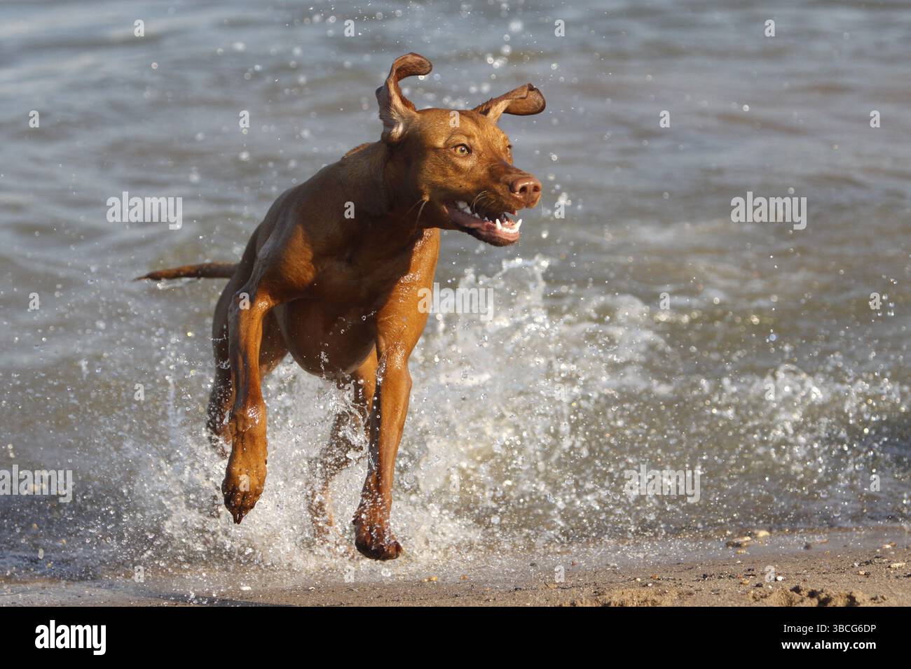 Magyar Vizsla, Ungarischer Pointing Dog Stockfoto