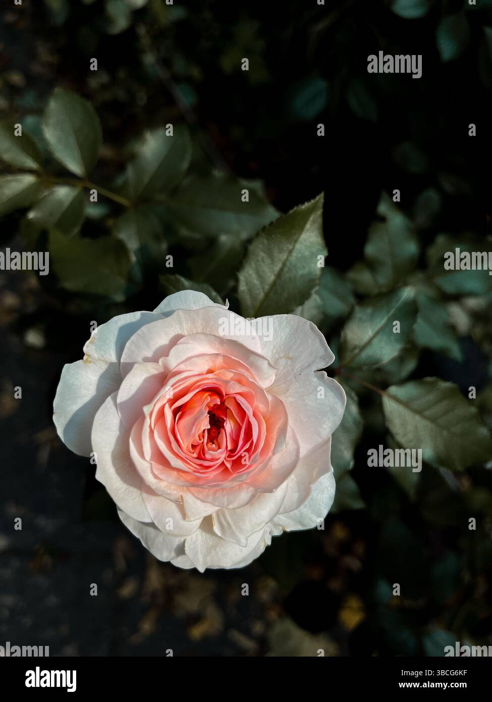 Nahaufnahme einer zarten hellrosa Gartenrose in Blüte mit sanftem Abendlicht, die natürliche florale Schönheit und Textur zeigt. Stockfoto