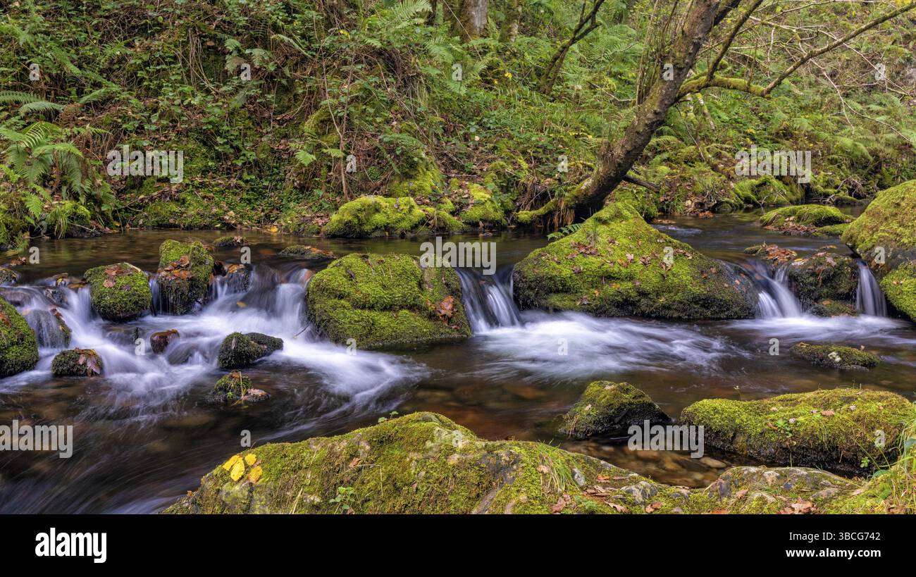 Ein kleiner Bach durch dichten und dichten Wald mit Moosbedeckte Felsen Stockfoto