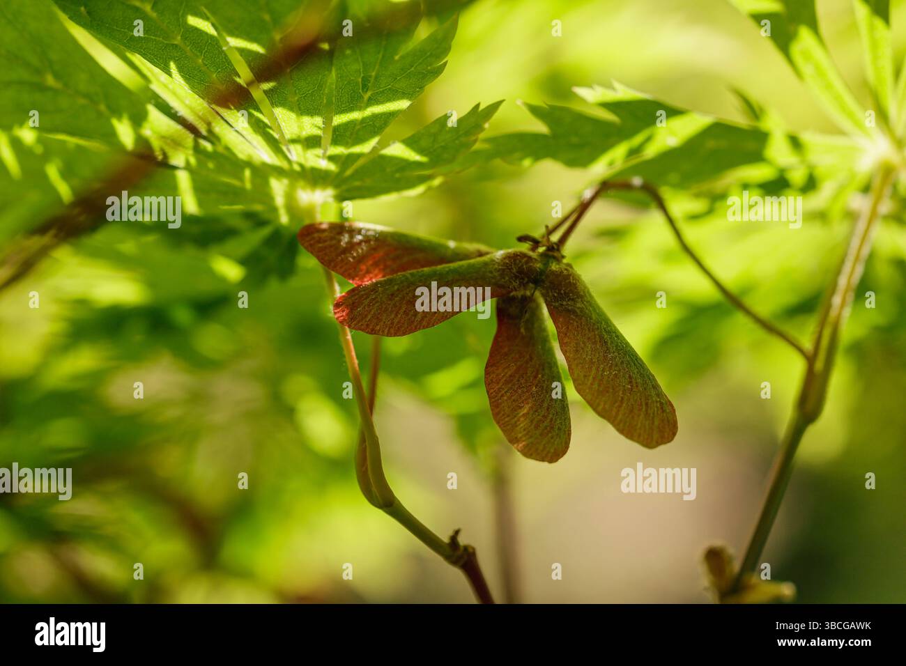 Japanischer Ahorn, junge Blätter und Samen am Frühlingstag im botanischen Garten Stockfoto