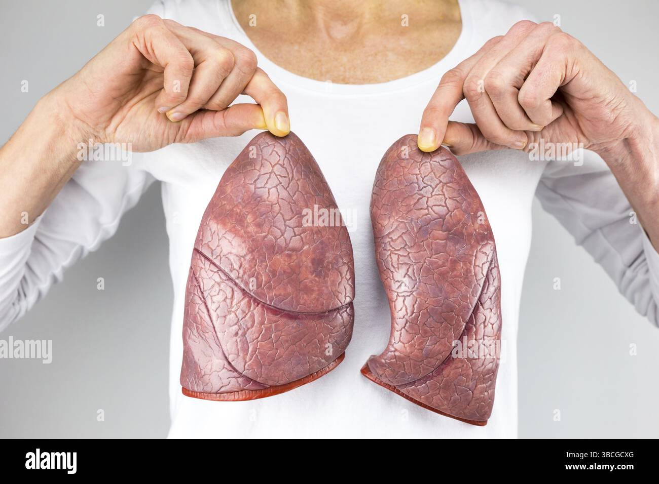 Weibliche Person, die zwei künstliche Lungenmodelle vor dem Körper mit weißem Hemd hält Stockfoto