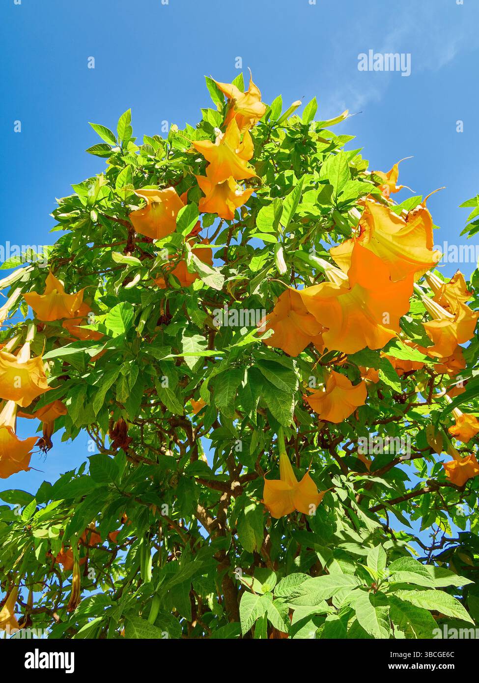 Leuchtend gelbe trompetenförmige Blüten der Datura-Pflanze, die lebendig zwischen üppig grünem Laub gehalten werden, im Kontrast zu einem sonnigen und klaren blauen Himmel. Stockfoto