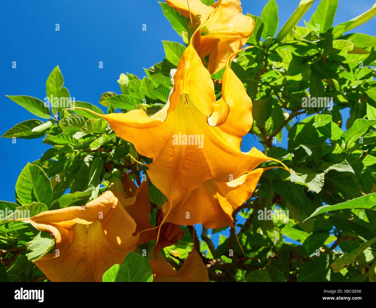 Leuchtend gelbe trompetenförmige Blüten der Datura-Pflanze, die lebendig zwischen üppig grünem Laub gehalten werden, im Kontrast zu einem sonnigen und klaren blauen Himmel. Stockfoto