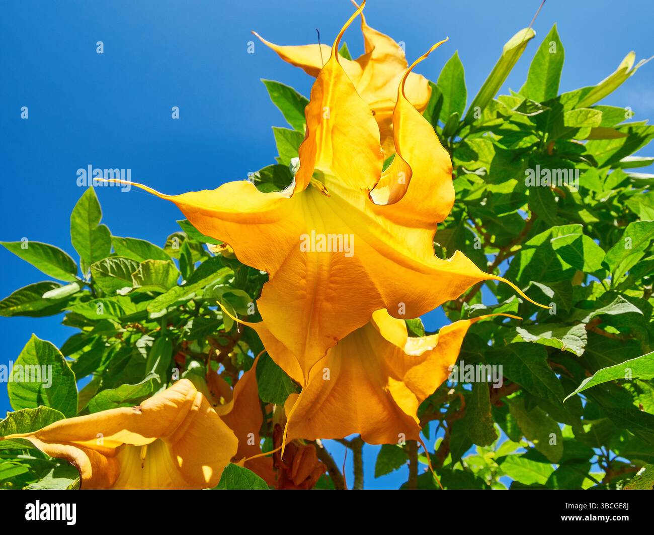 Leuchtend gelbe trompetenförmige Blüten der Datura-Pflanze, die lebendig zwischen üppig grünem Laub gehalten werden, im Kontrast zu einem sonnigen und klaren blauen Himmel. Stockfoto