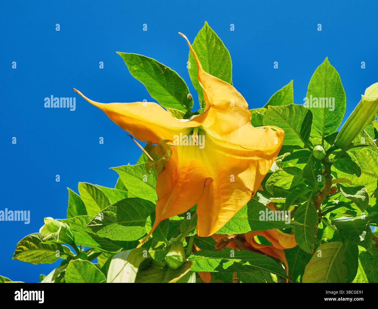 Leuchtend gelbe trompetenförmige Blüten der Datura-Pflanze, die lebendig zwischen üppig grünem Laub gehalten werden, im Kontrast zu einem sonnigen und klaren blauen Himmel. Stockfoto