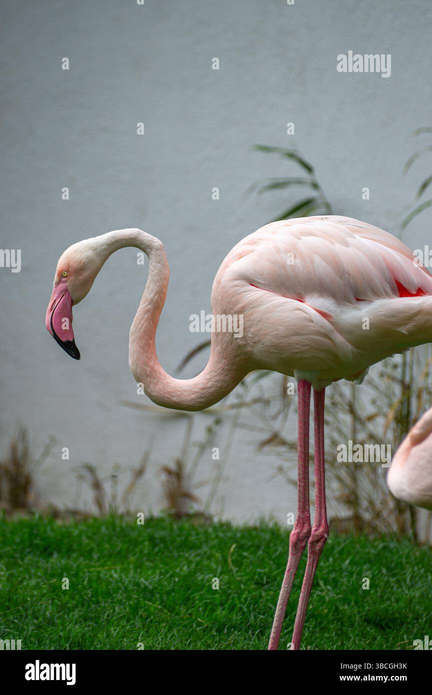 Ein rosafarbener Flamingo steht mit seinem elegant geschwungenen Hals neben sanftem grünem Gras, das unter sanftem Nachmittagslicht geworfen wird und eine ruhige Atmosphäre bei A schafft Stockfoto
