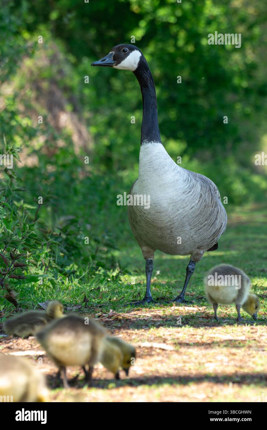 Eine Elterngans steht schützend neben ihren Gänsen, während sie auf einem grasbewachsenen Pfad auf der Suche sind. Üppiges grünes Laub umgibt den Weg, was ein warmes, Stockfoto