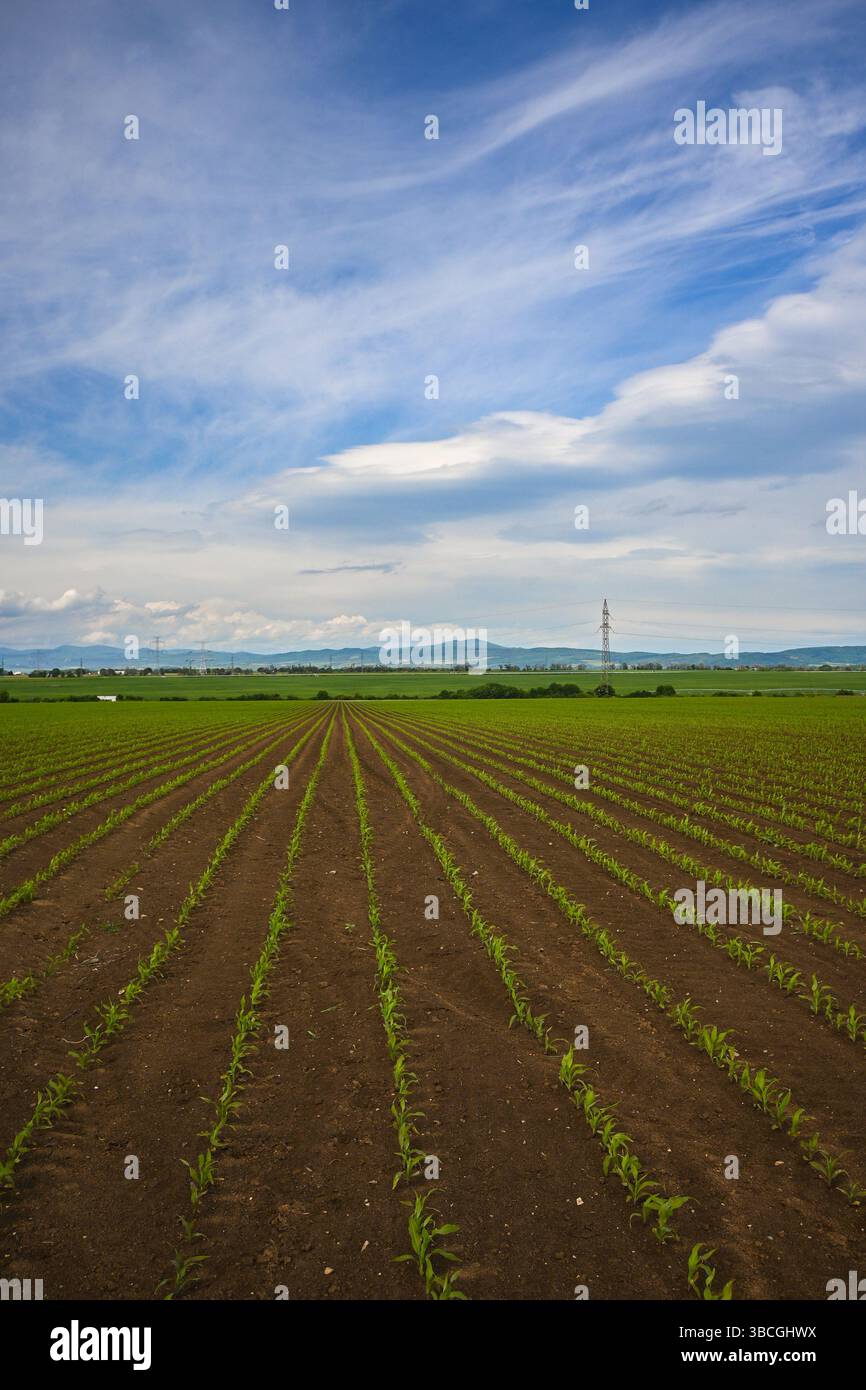 Reihen junger Maispflanzen, die auf einem gepflügten Feld wachsen und sich unter bewölktem Himmel zum Horizont erstrecken. Stockfoto