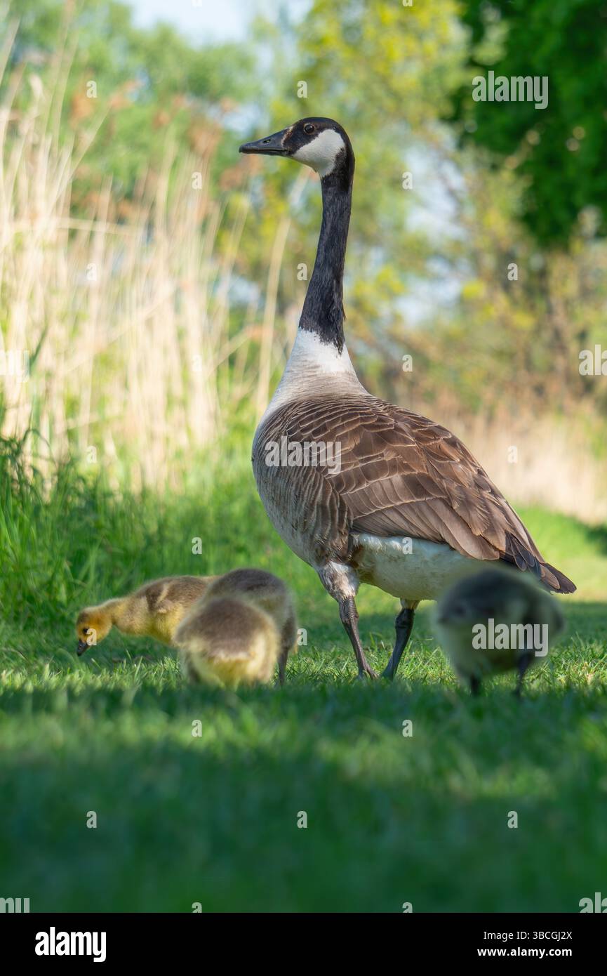 Eine Kanadas-Gans steht auf einem grasbewachsenen Pfad, eng begleitet von flauschigen Gänsen. Sonnenlicht durchdringt die Bäume in der Nähe und schafft so eine friedliche Atmosphäre Stockfoto