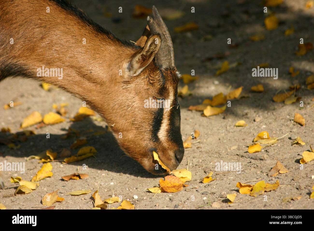 Eine Ziege grast friedlich auf dem Boden und sammelt in einer ruhigen Umgebung voller Herbstfarben gefallene Blätter. Das weiche Sonnenlicht filtert durch das Stockfoto