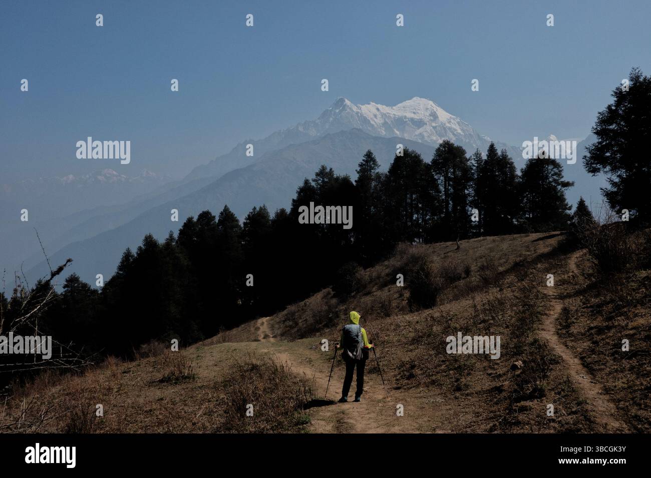 Blick auf Langtang Lirung über den Bäumen, Langtang Nationalpark, Nepal Stockfoto