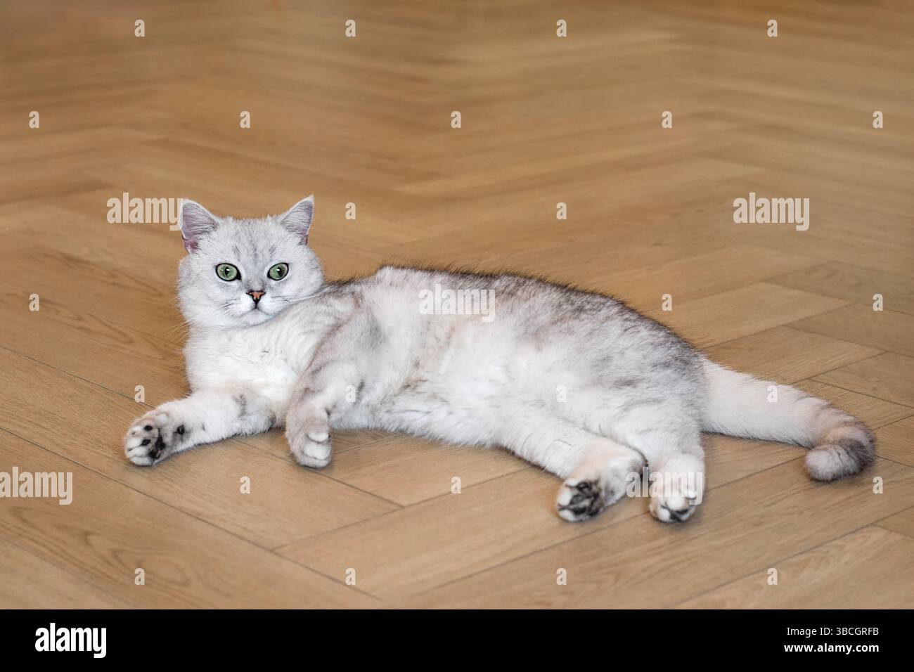 Weiße graue Katze, die sich auf hellem beigem Hartholzboden entspannt Stockfoto