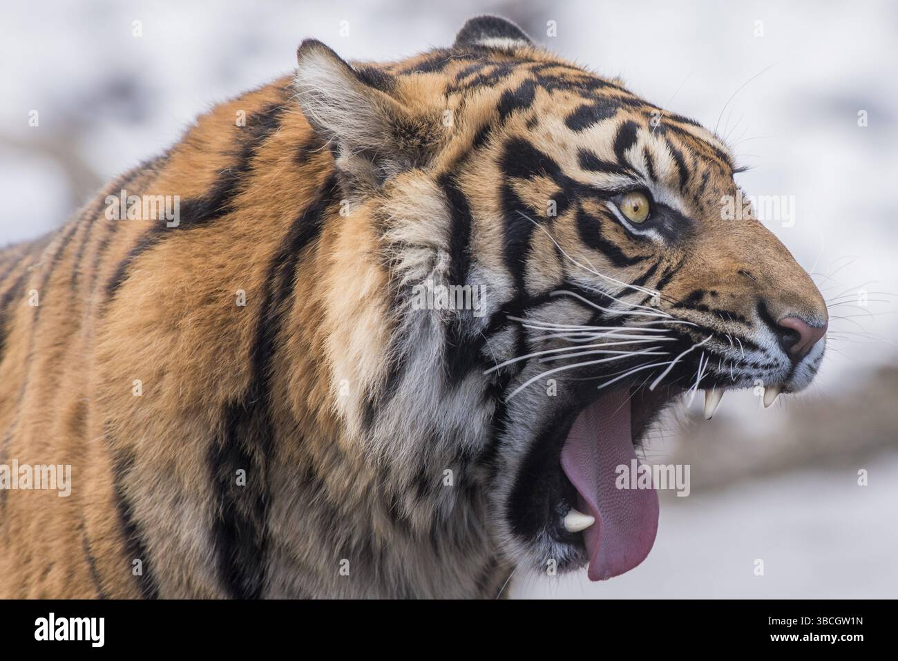 Aggression, aggressiv, Wut, wütend, Tier, Tierthemen, asien, Biest, schön, Schönheit, bengalen, groß, schwarz, Fleischfresser, Katze, nah, Farbe, Gefahr Stockfoto