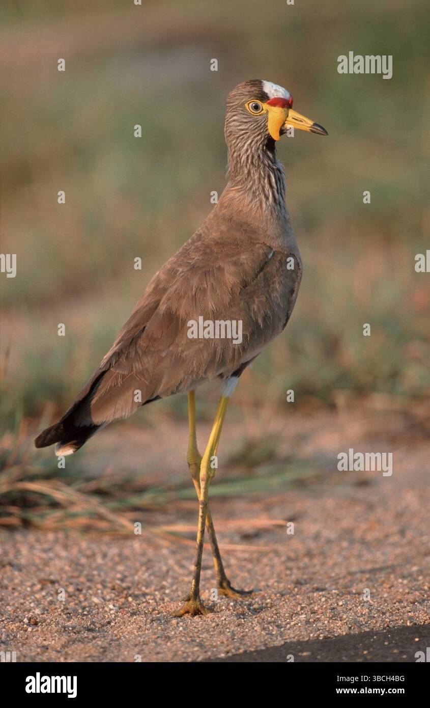 Afrikanisches Wattled Lapwing, Kruger-Nationalpark, Südafrika, afrikanisches Wattled Lapwing (Vanellus senegallus), Kruger-Nationalpark, Südafrika, Afrika Stockfoto