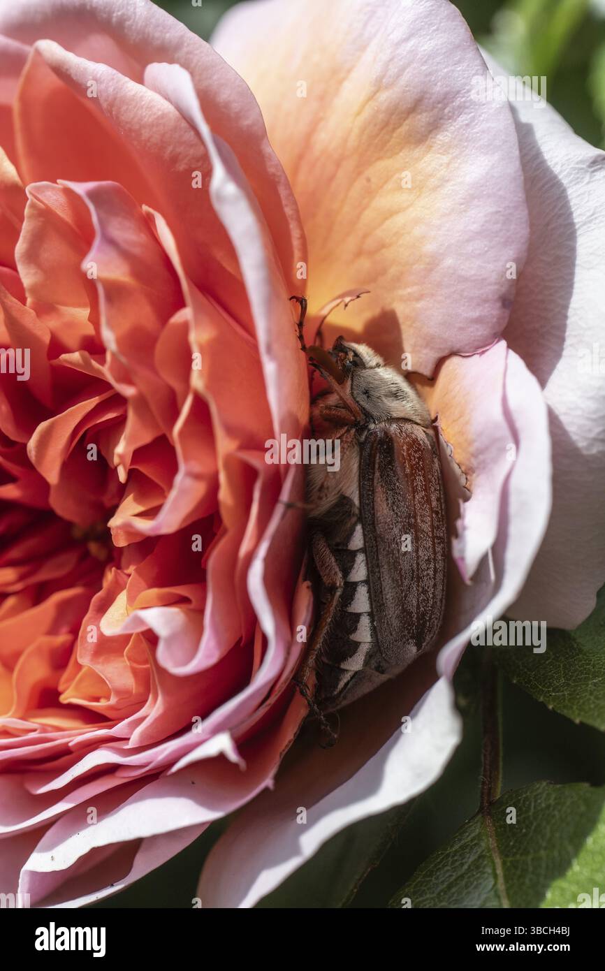 Cockchafer (Melolontha melolontha) in Rosenblüte, Emsland, Niedersachsen, Deutschland, Europa Stockfoto
