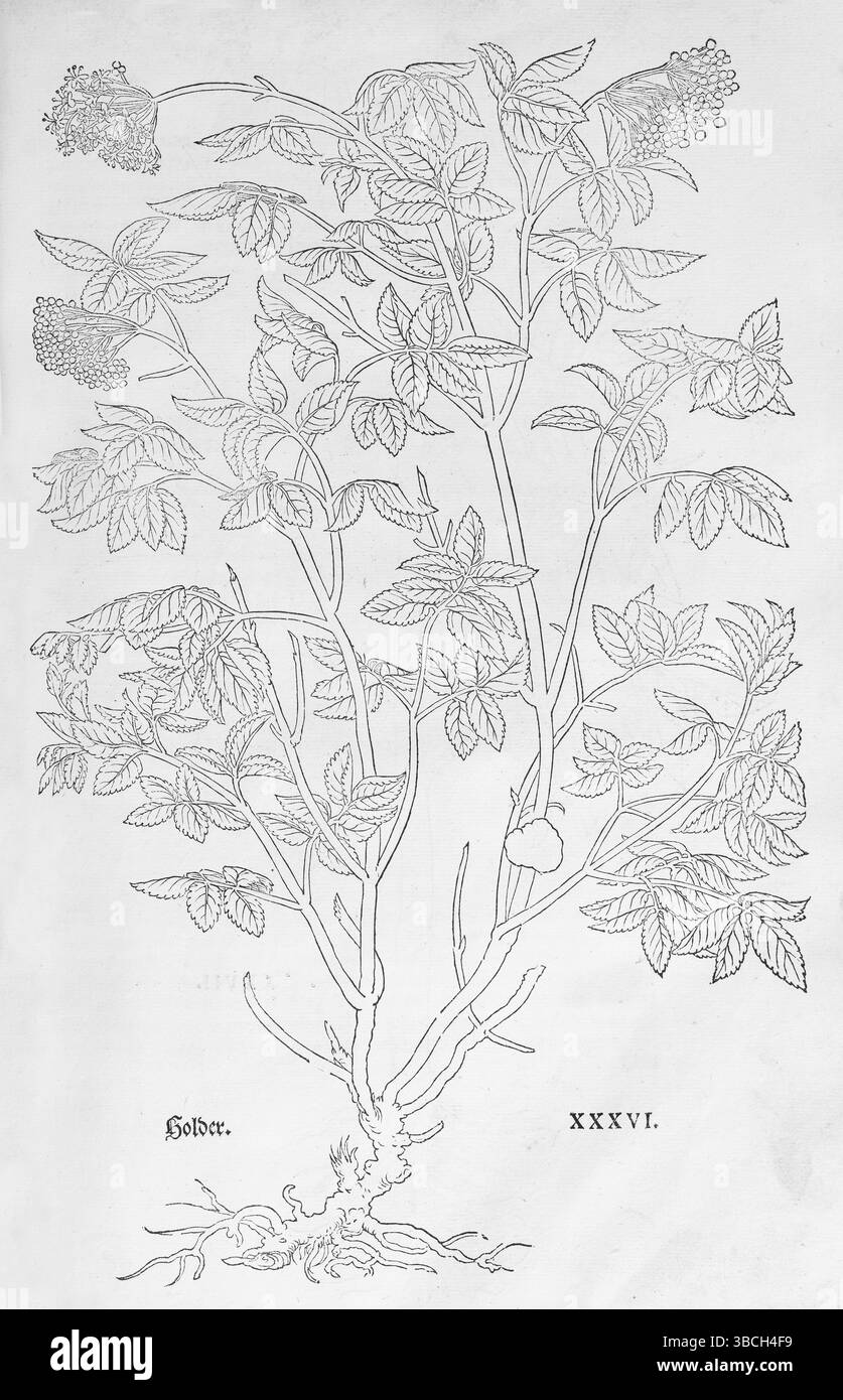 Ammi majus (Ammi majus), Holzschnitt von Leonhart Fuchs, aus New Kreueterbuch, neues Kraeuterbuch, Michael Isingrin, Basel, Schweiz, 1543, Europa Stockfoto