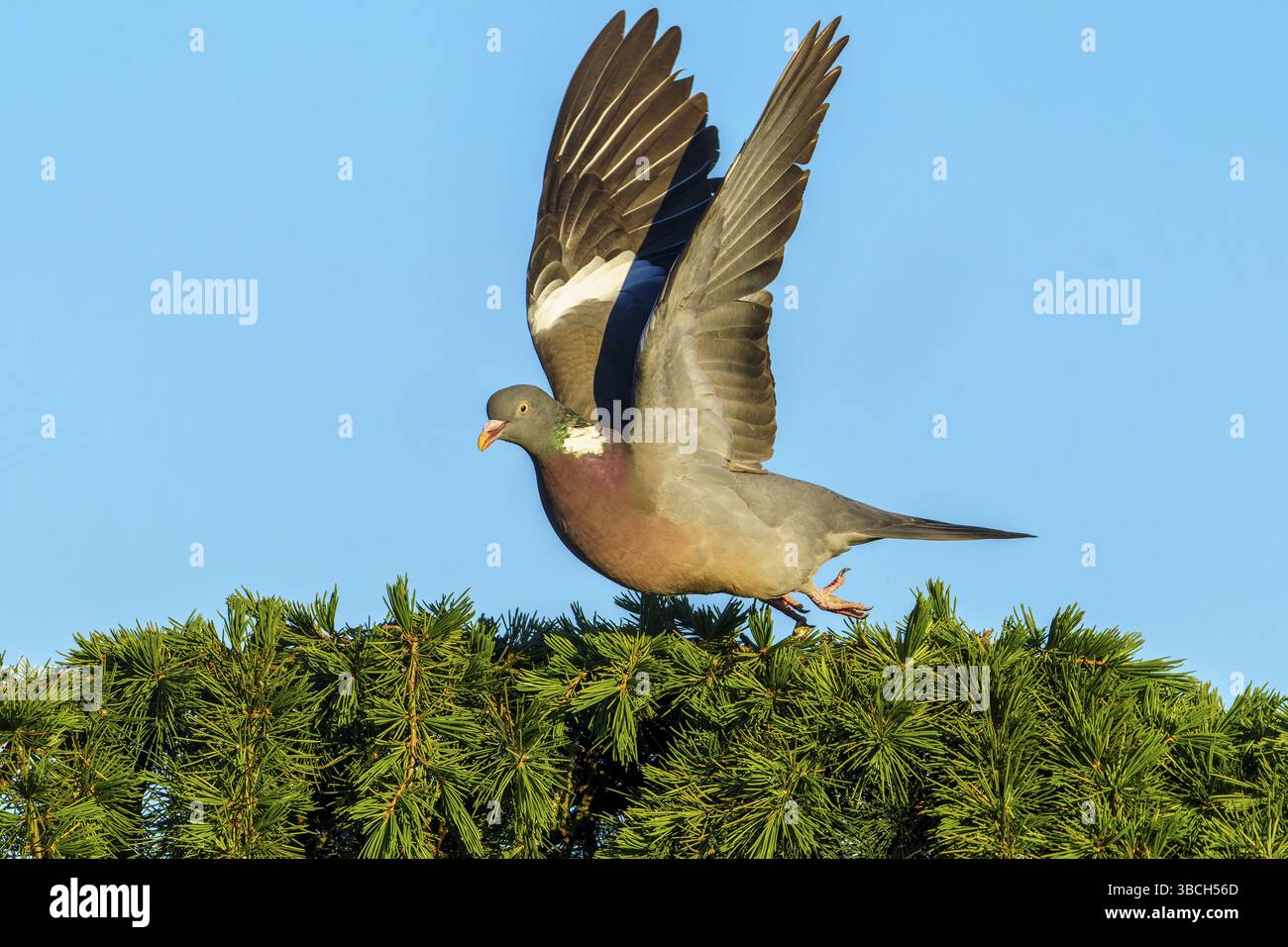 Eine Taube hebt von einem Ast ab und fliegt in den blauen Himmel, Holztaube (Columba palumbus), Wildtiere, Deutschland, Europa Stockfoto