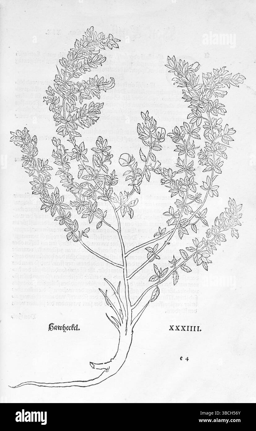 Stachelarbe (Ononis spinosa), Holzschnitt von Leonhart Fuchs, aus New Kreueterbuch, neues Kraeuterbuch, Michael Isingrin, Basel, Schweiz, 1543, E Stockfoto