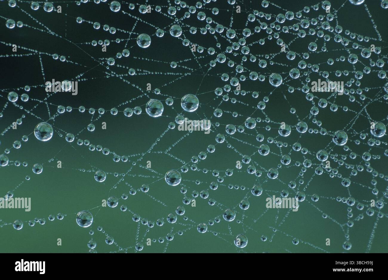 Wassertropfen im Spinnennetz, Wassersymbolik, Wassersymbolik, Landschaftsformat, horizontal Stockfoto