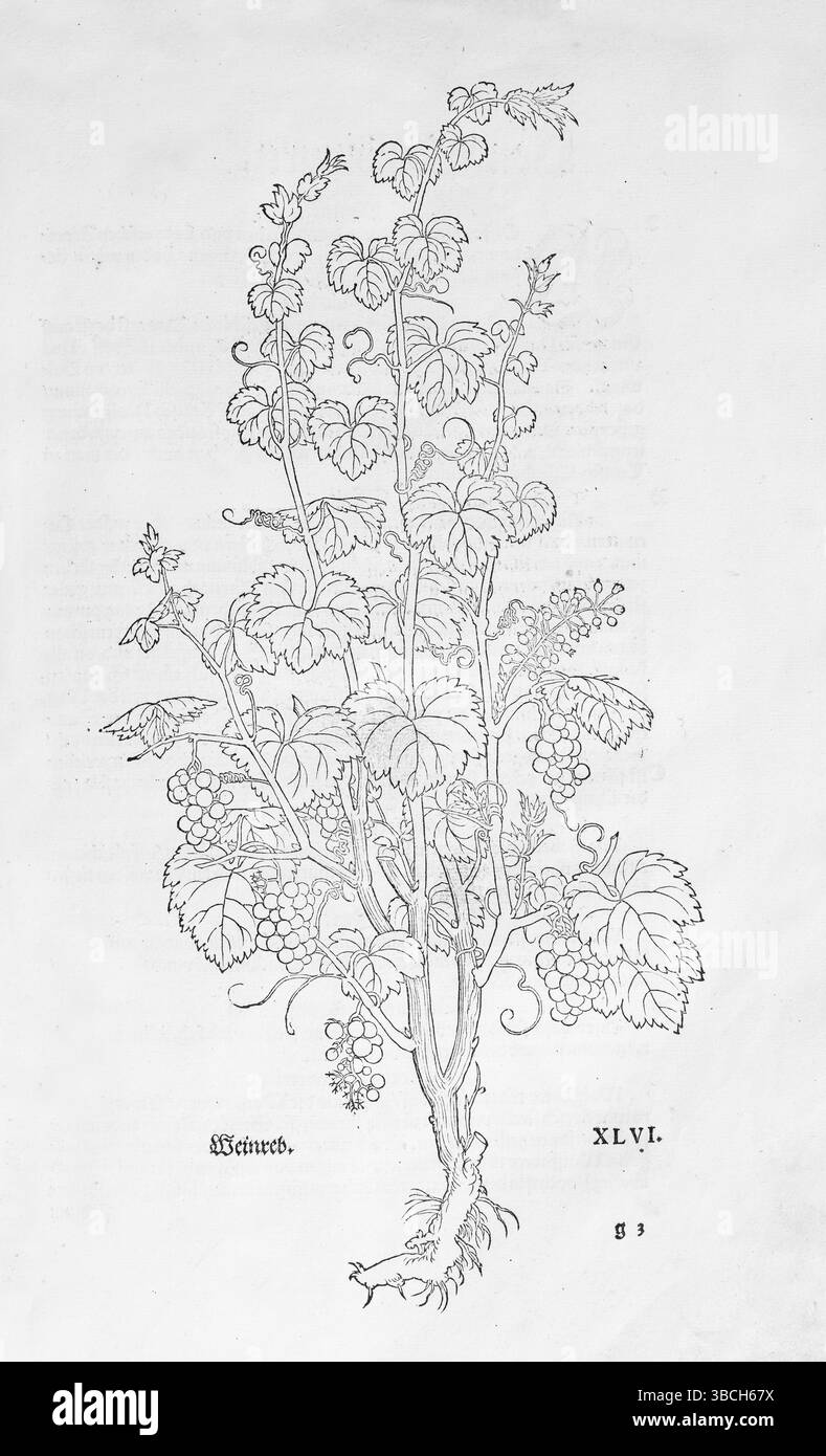 Echte Rebe, Weinrebe (Vitis vinifera), Holzschnitt von Leonhart Fuchs, aus New Kreueterbuch, neues Kraeuterbuch, Michael Isingrin, Basel, Schweiz, 154 Stockfoto