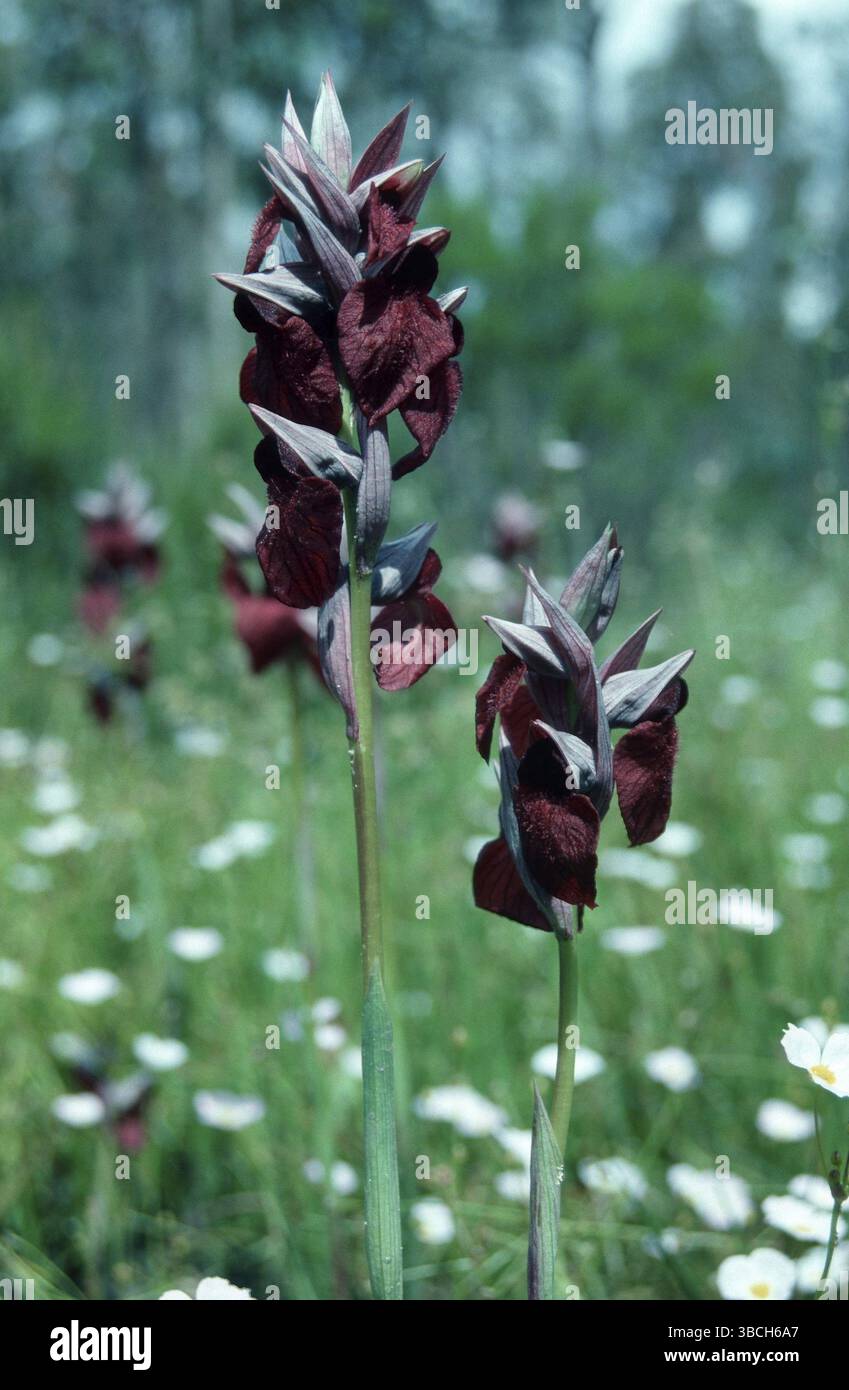 HerzblütenOrchidee, Coto Donana, Andalusien, Spanien (Serapias cordigera), zweistielige ZungenOrchidee, Andalusien, Europa, Blumen, Pflanzen, Orchideen, Orc Stockfoto