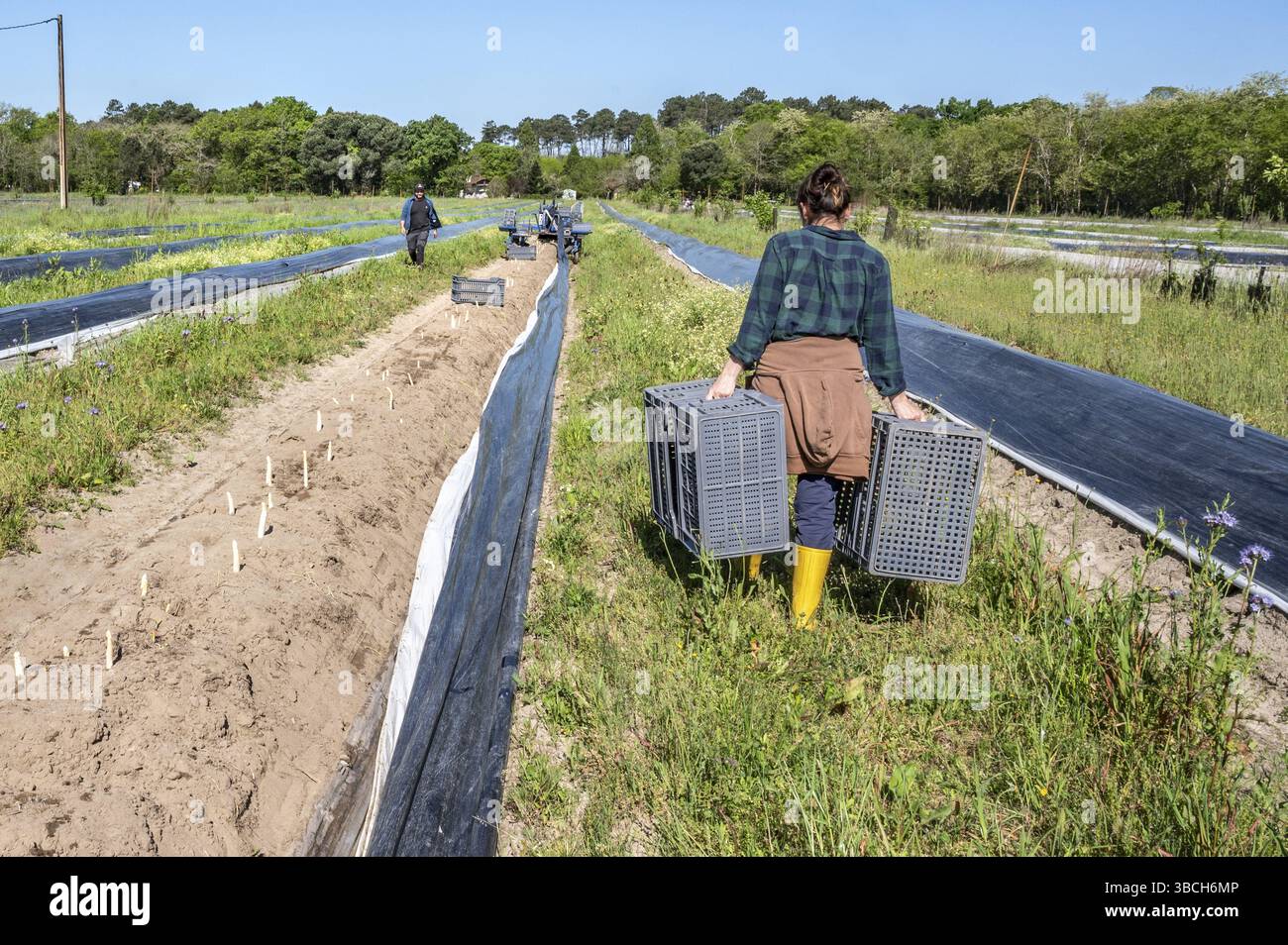 Spargelernte mit Spargelbauern Camille Juteau und Saisonarbeitern auf den Spargelfeldern des IGP asperges des Landes, bedeckt mit Plast Stockfoto