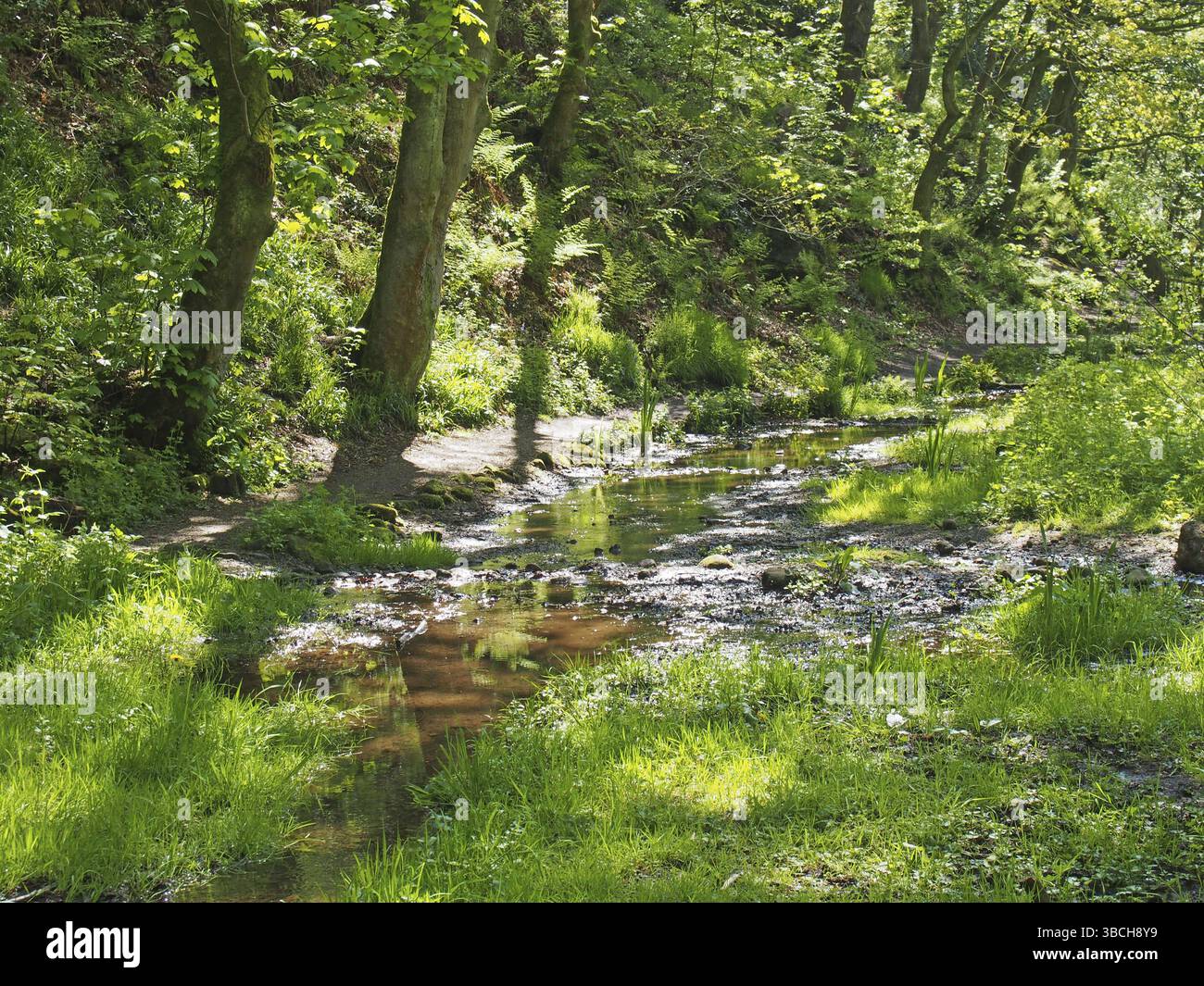 Lebhafter, grüner Frühlingswald mit einem Bach, der durch Sumpfgras und hohe Buchen in Nussklautenwäldern in der Nähe der hebdenbrücke verläuft Stockfoto