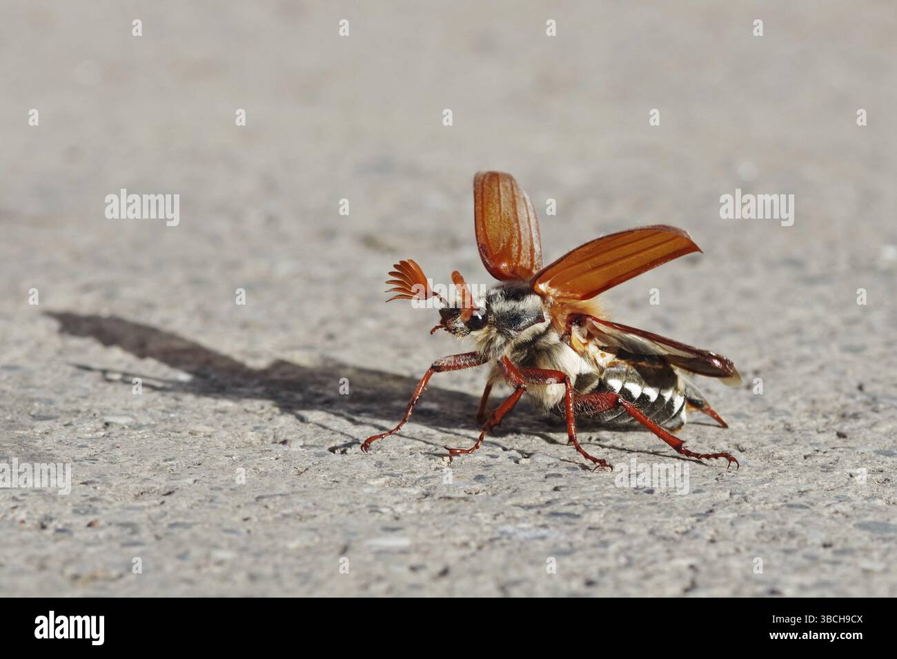 Cockchafer entfaltet seine Flügel vor dem Start Stockfoto