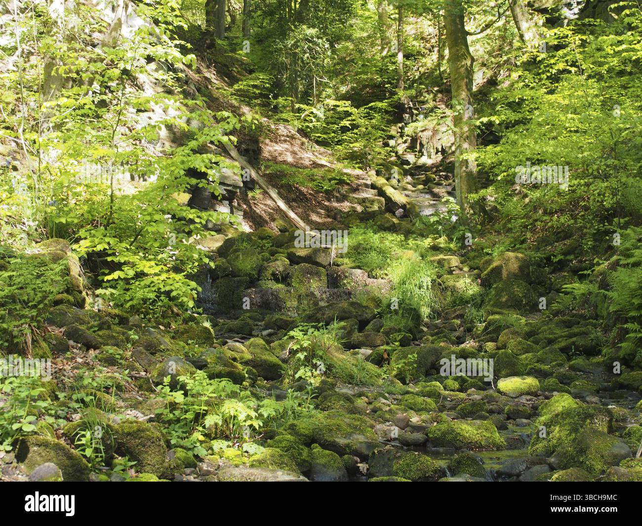 Lebhafte grüne Frühlingswälder in einem steilen Hangtal mit hohen Buchen in Nussklauenwäldern nahe der hebdenbrücke Stockfoto