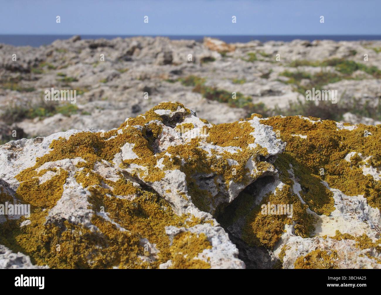 Orange Xanthoria ein lichenisierter Pilz, der auf Kalkstein-Küstengrundgestein mit Klippen und Meer in der Ferne in zypern wächst Stockfoto