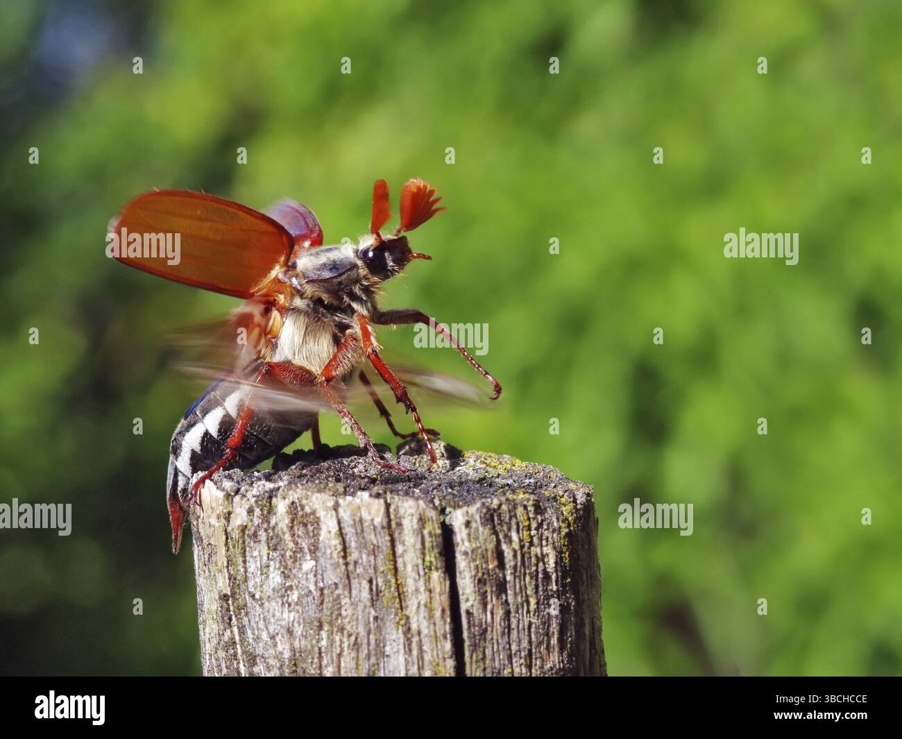 Maikäfer aus Stockfoto