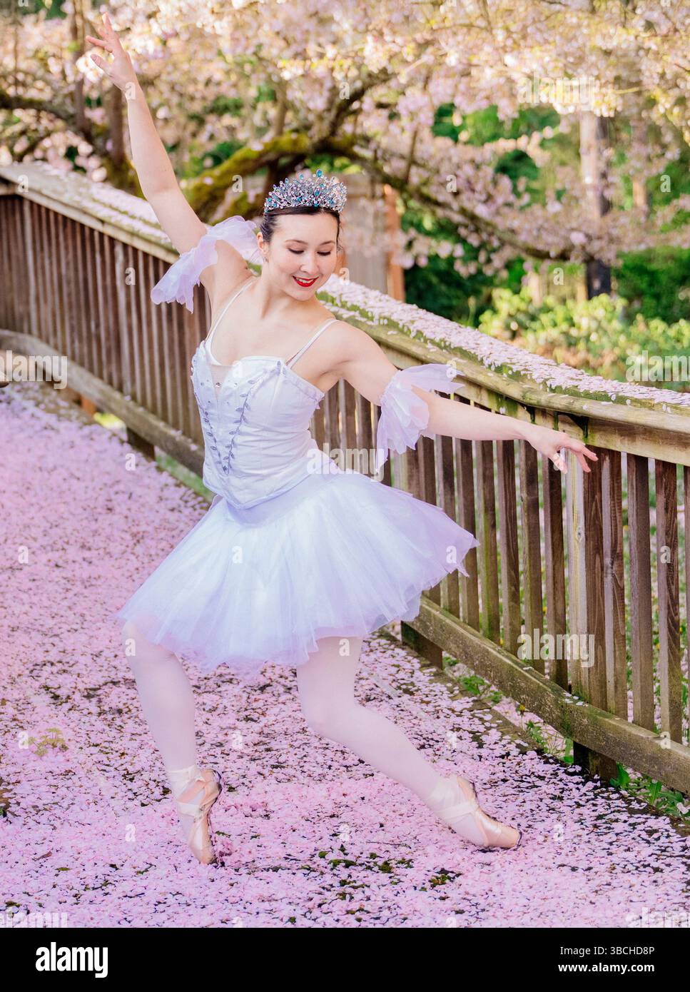 Ballerina in weißem Tutu posiert anmutig auf einem Pfad, der mit Kirschblüten bedeckt ist. WA, USA Stockfoto