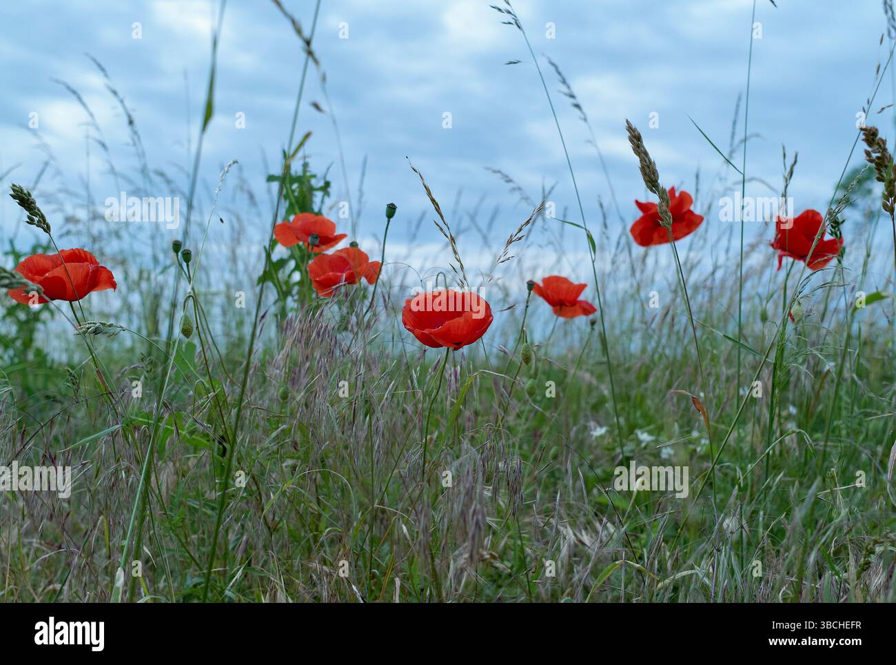 Rote Mohnblumen blühen inmitten von hohem Gras unter bewölktem Himmel und schaffen eine ruhige natürliche Szene. Deutschland Stockfoto