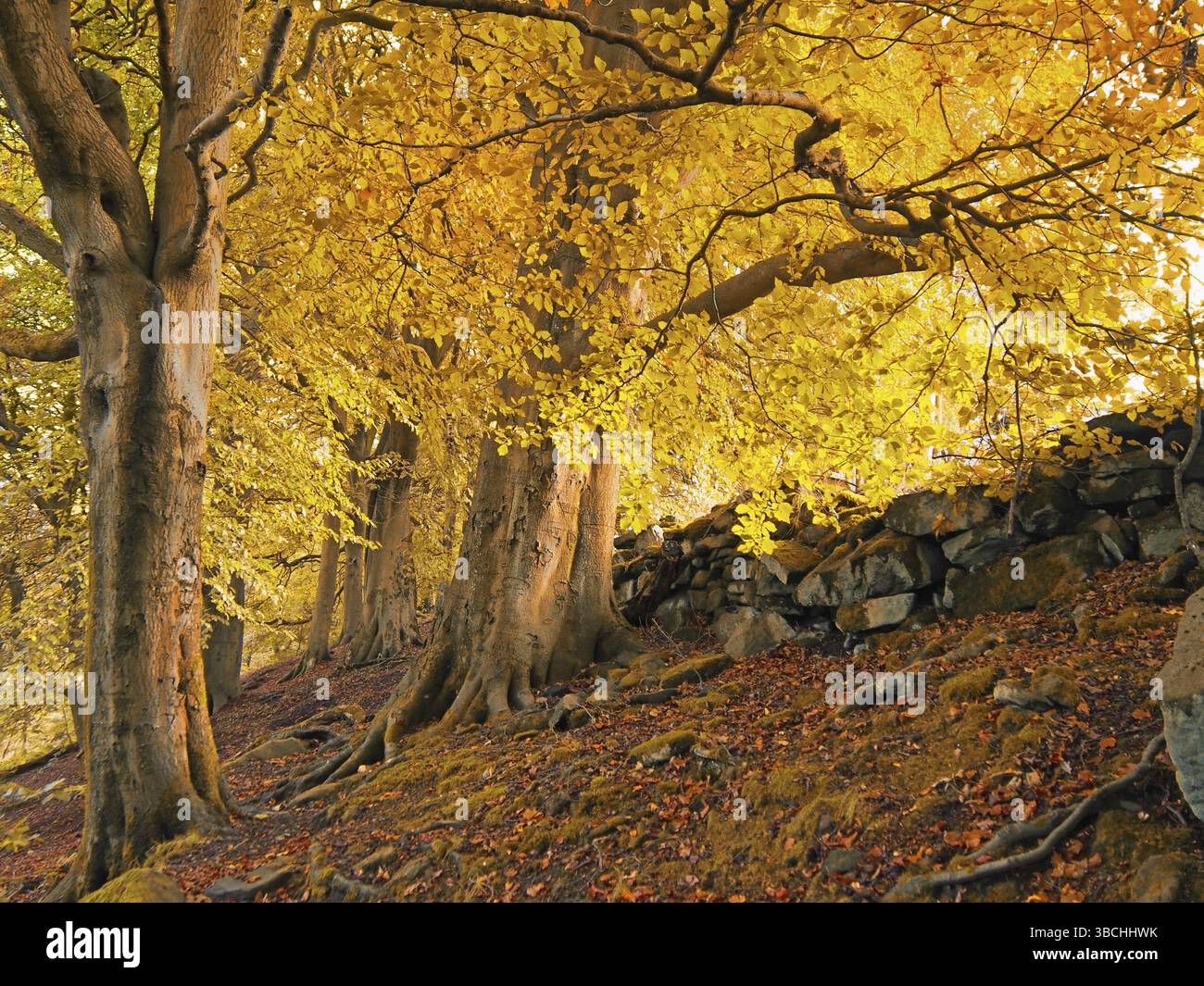Hohe Waldbäume auf einem Hügel mit Sonnenlicht, das durch goldorange Herbstblätter scheint Stockfoto