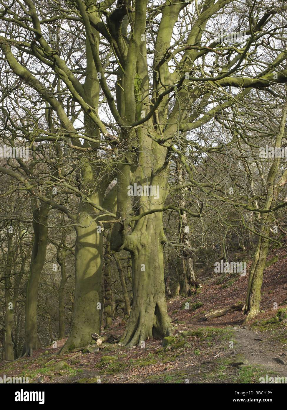 Ein felsiger Hangpfad in einem hügeligen Wald mit hohen Buchen im frühen Frühjahr in Krähennestwäldern in West yorkshire Stockfoto