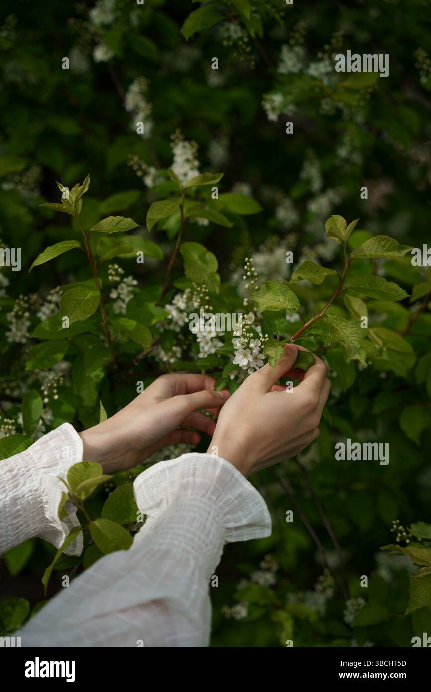 Hände sanft berühren blühende Vogelkirsche Blumen in der Natur, Frühlingsgrün und traumhafte Ästhetik, Hintergrund mit Kopierraum Stockfoto