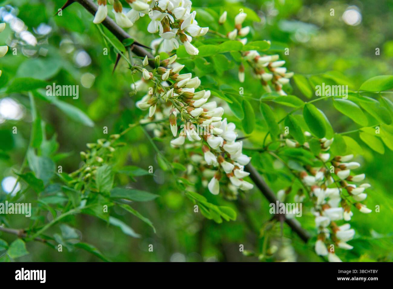 Blühender Zweig der Schwarzen Heuschrecke (Robinia pseudoacacia) mit charakteristischen weißen, hängenden Blütentrauben. Stockfoto