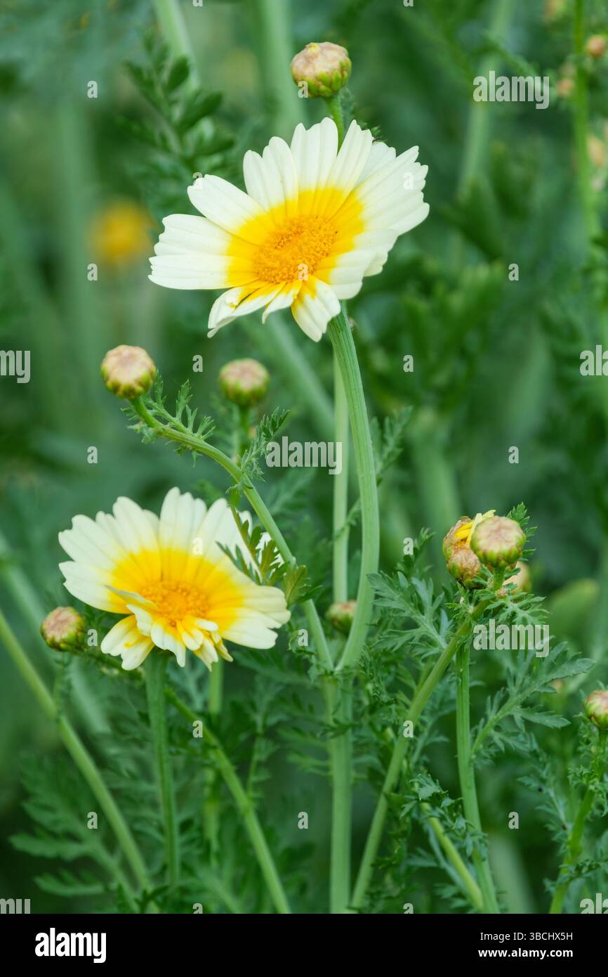 Chopsuey Greens Shungiku, Chop Suey Shungiku Greens, Glebionis coronaria, orange und gelbe Chrysanthemen Blüten Stockfoto