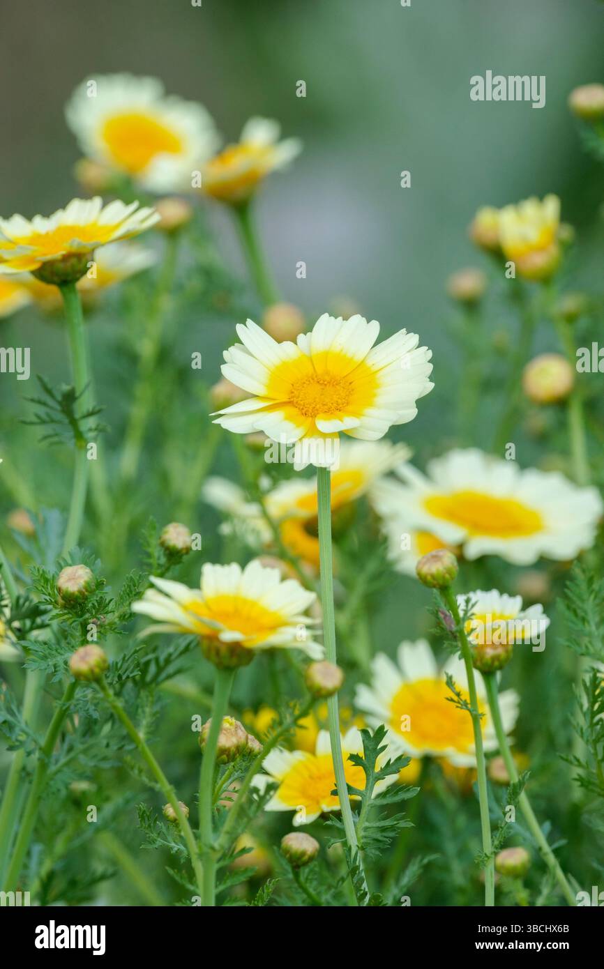 Chopsuey Greens Shungiku, Chop Suey Shungiku Greens, Glebionis coronaria, orange und gelbe Chrysanthemen Blüten Stockfoto