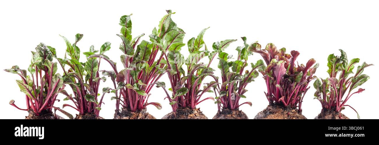 Helle und gesunde Rote-Bete-Blätter (Microgreens) Nahaufnahme isoliert auf weißem Hintergrund. Roter Rübenanbau Stockfoto