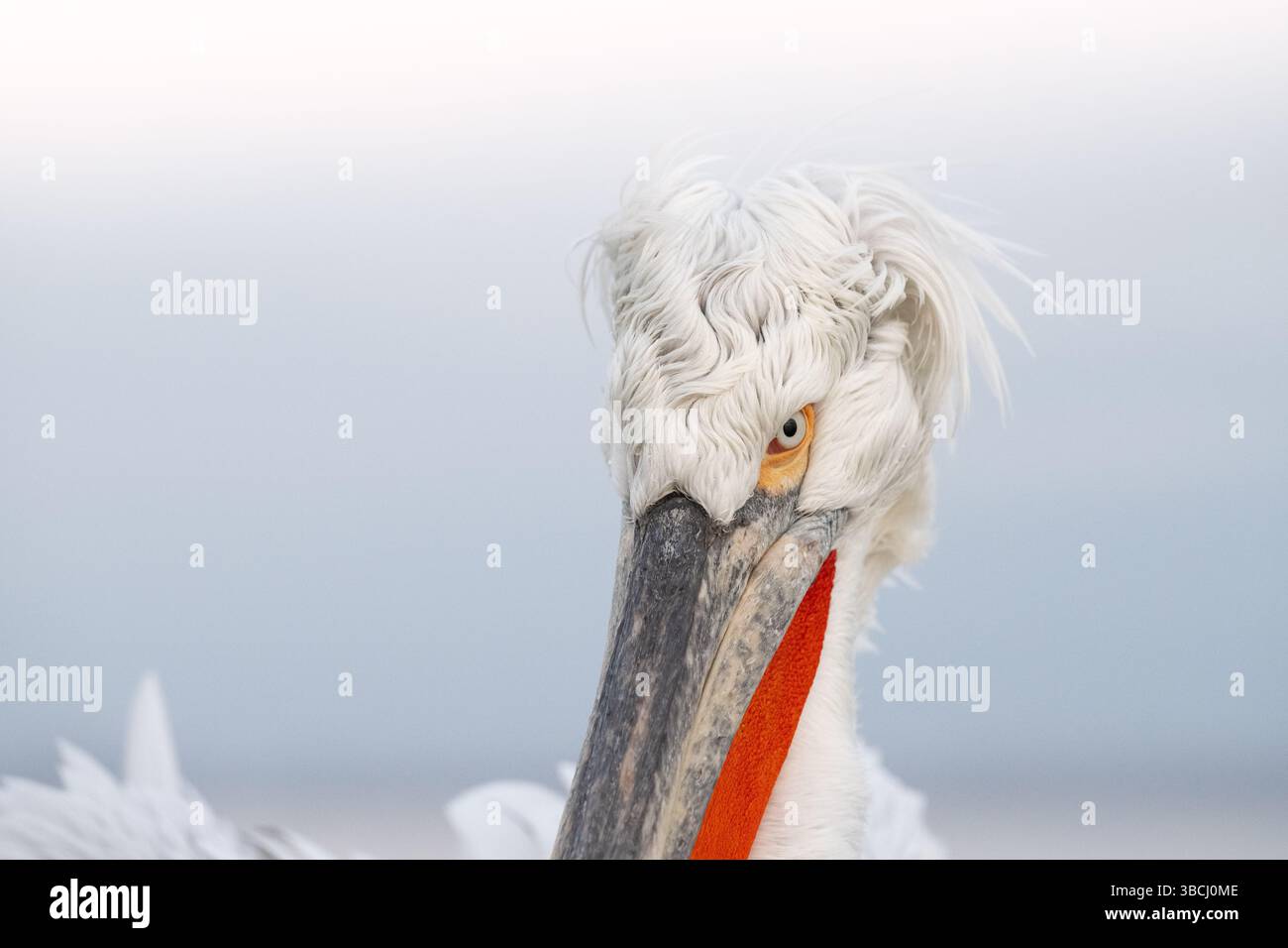 Nahaufnahme des dalmatinischen Pelikans (Pelecanus crispus) mit auffälligem Auge, Orangenschnabel und Zuchtgefieder, Kerkini-See, Nordgriechenland. Stockfoto