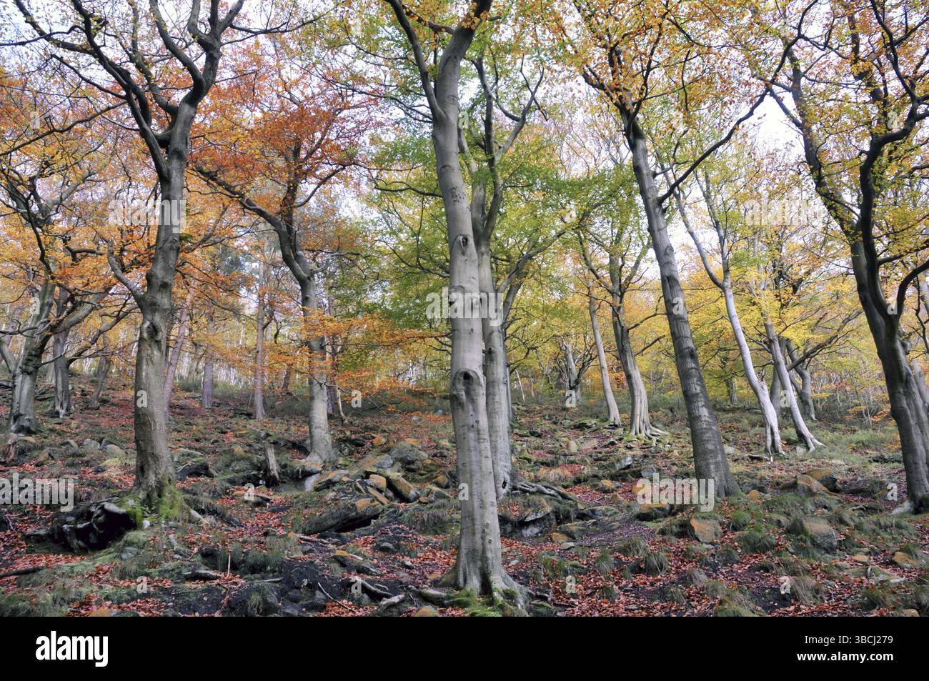 Herbstlicher Wald mit bunten Blättern und hohen Bäumen, der in einem moosbewachsenen felsigen Hang wächst Stockfoto