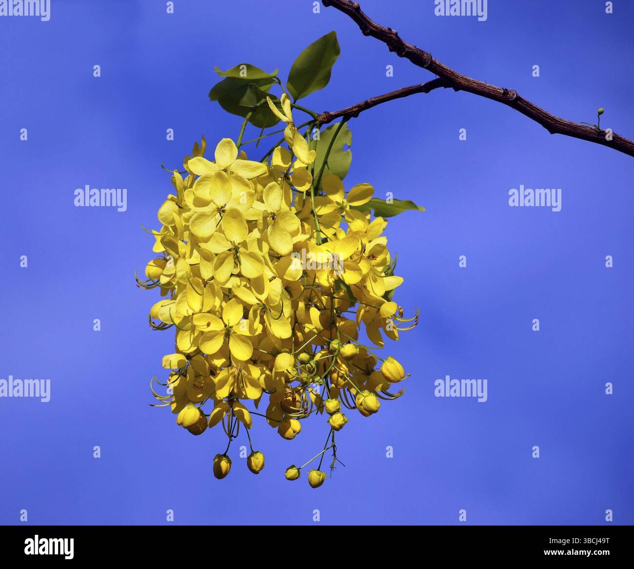 Blumen von dem goldenen regen Baum (Laburnum Anagyroides) Stockfoto