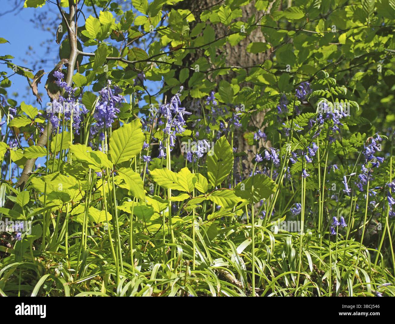 Leuchtende Farne und neuer Frühling wachsen bei hellem Sonnenlicht in einem sonnendurchfluteten Waldhintergrund vor blauem Himmel Stockfoto