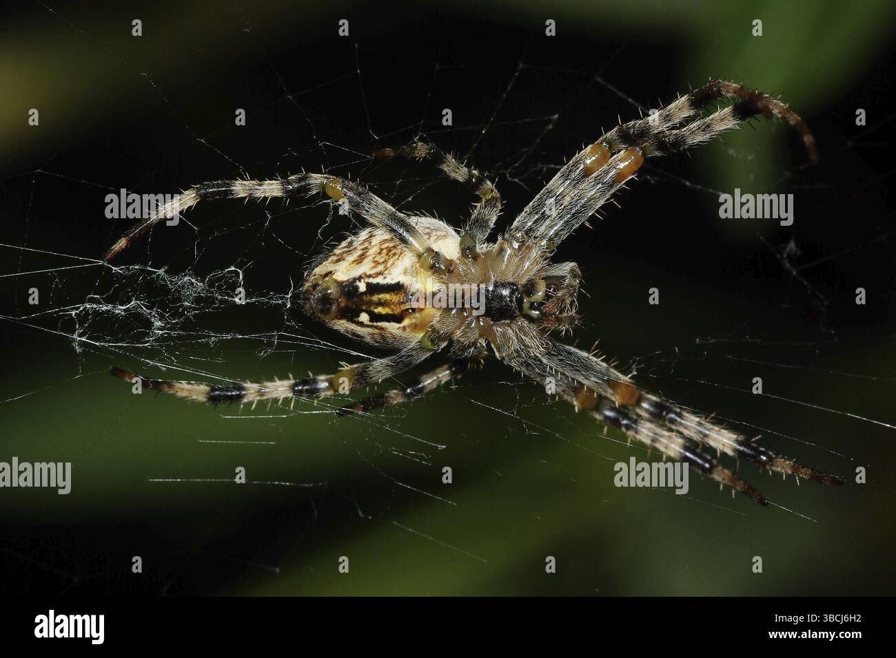 Unteransicht eines Kreuzkreuzes Stockfoto