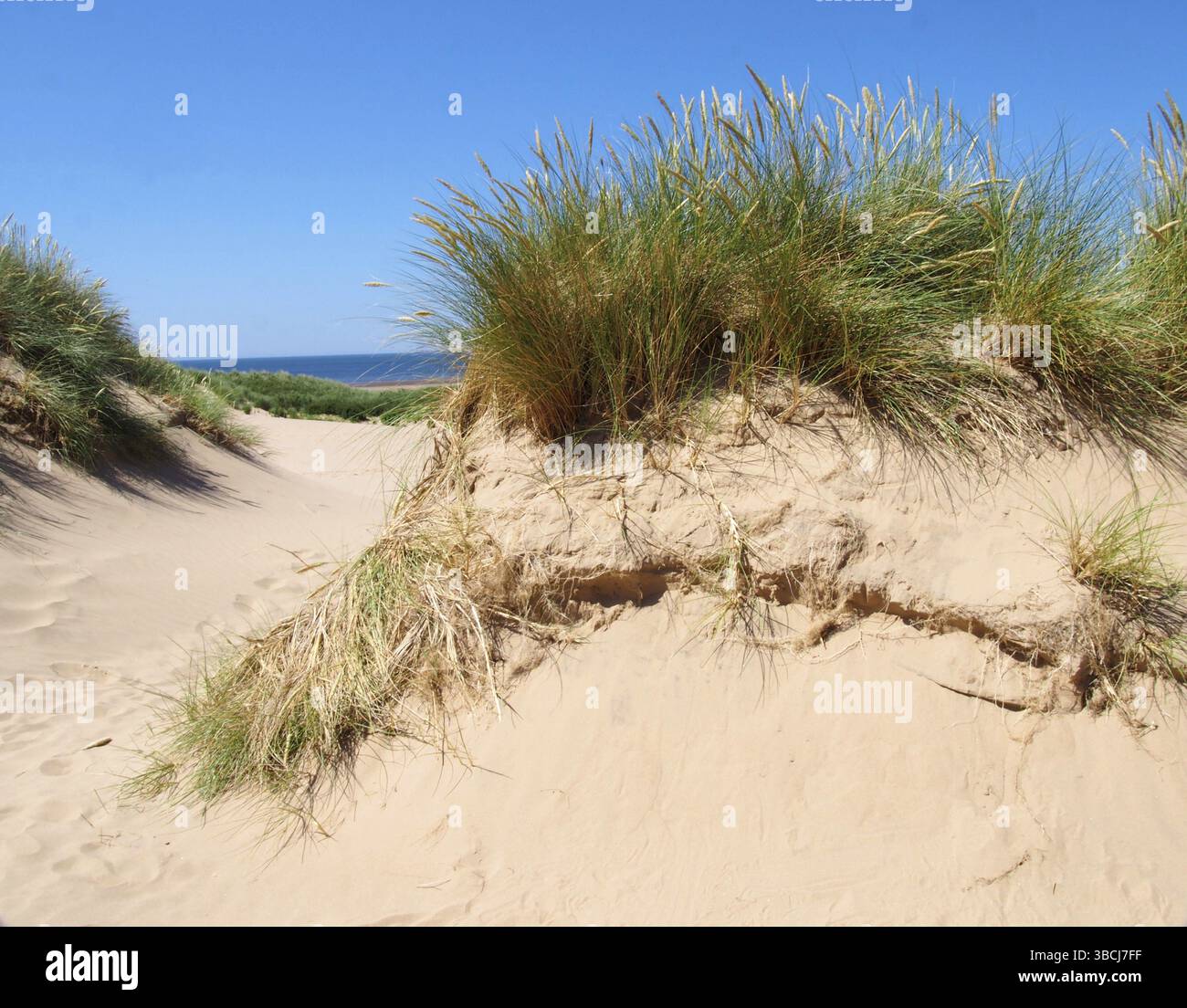 Gras auf den Sanddünen in der Nähe des Strandes an der Küste von sefton in merseyside mit blauem Sommermeer und Himmel Stockfoto