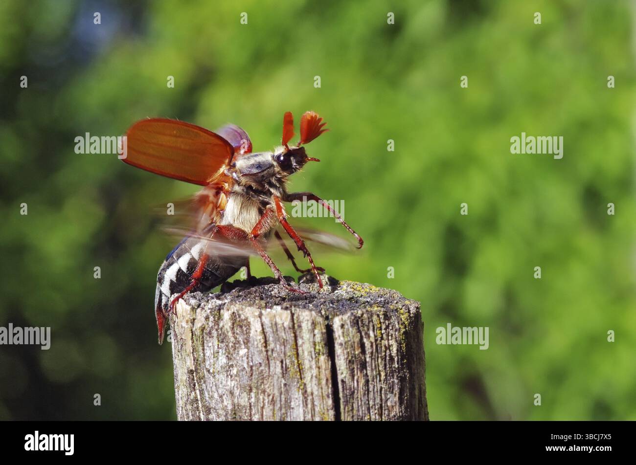 Maikäfer aus Stockfoto