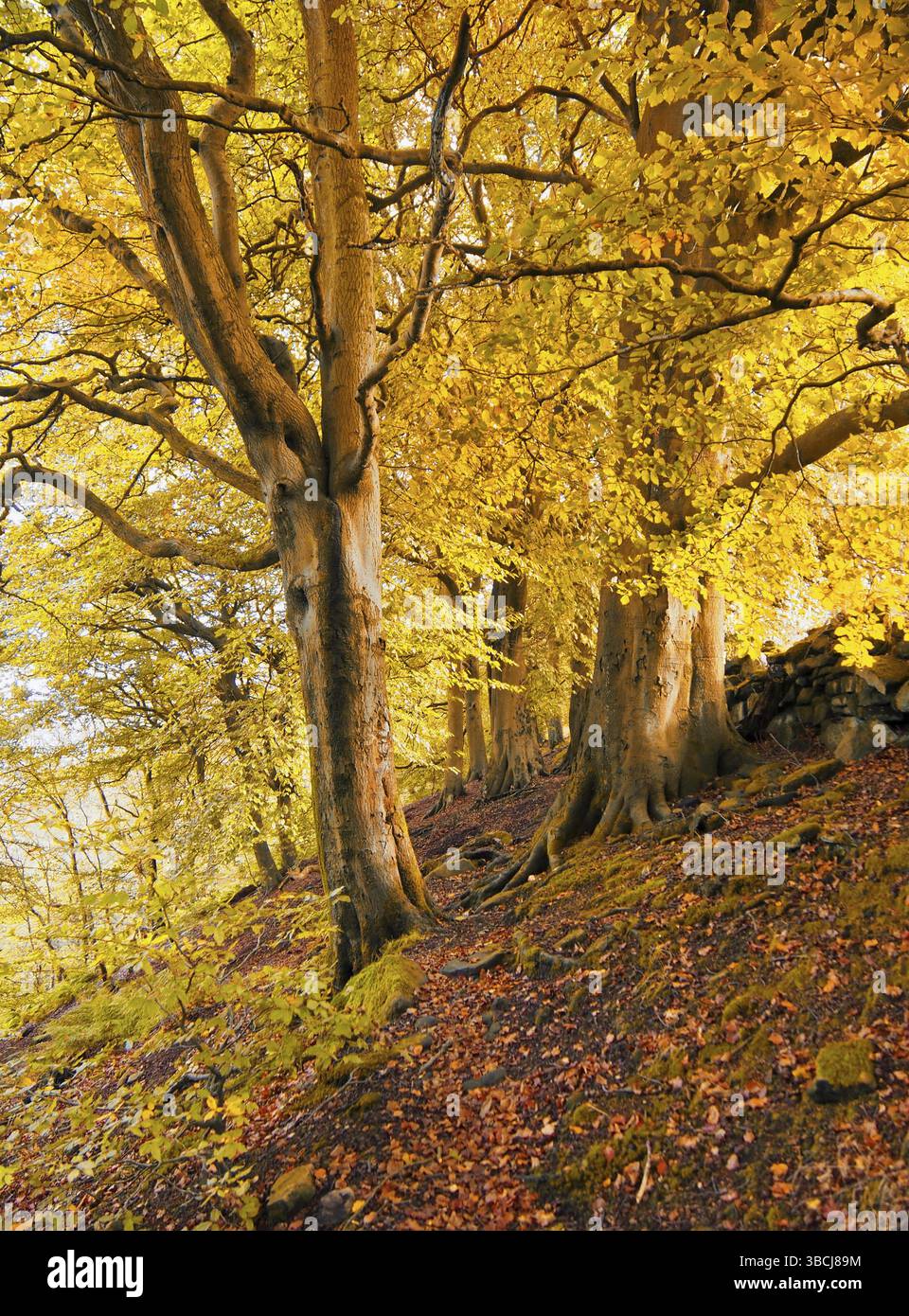 Hohe Waldbäume auf einem Hügel mit Sonnenlicht, das durch goldorange Herbstblätter scheint Stockfoto