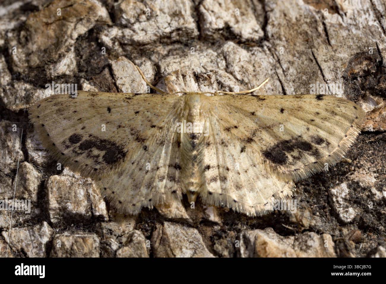 Einzelne gepunktete Welle (Idaea dimidiata) Stockfoto